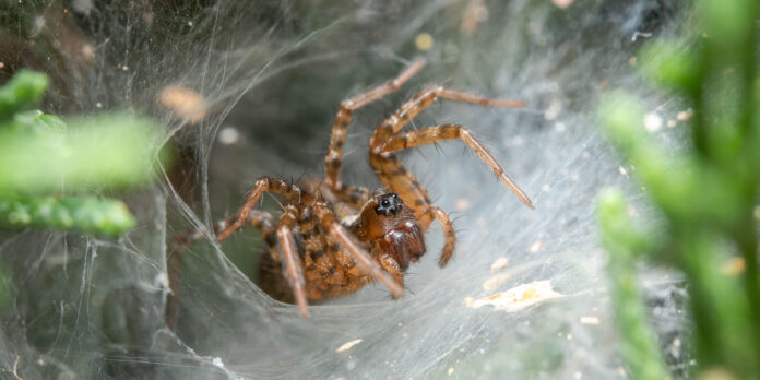 Aranha-teia-de-funil (Credito: JorgeOrtiz_1976/ Shutterstock)