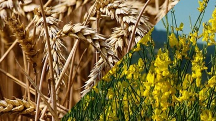 Chuvas fornecem alívio para trigo e canola na China