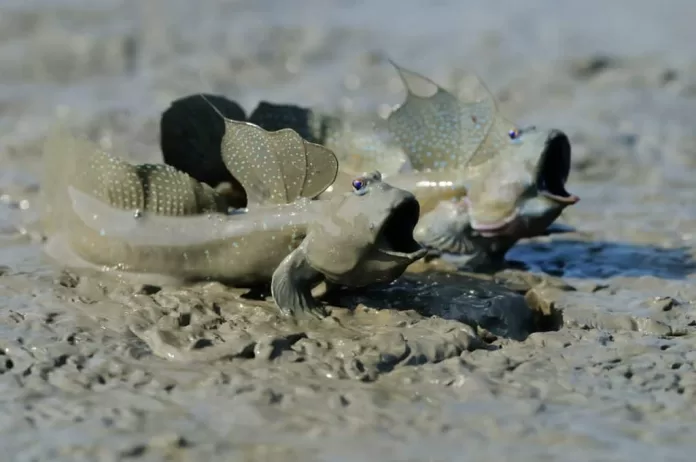 Peixe anfíbio mudskipper ajuda a entender a evolução do piscar