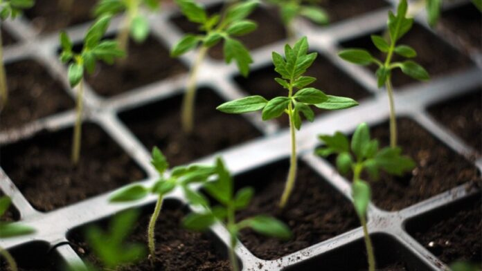 Escolhendo as melhores sementes de tomates