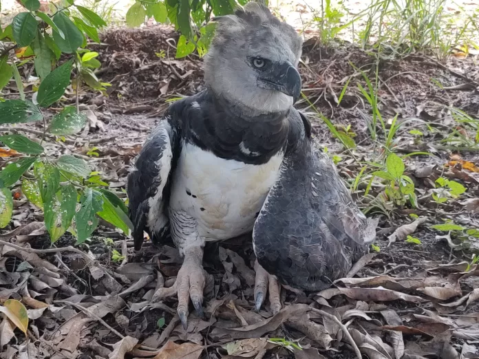 Gavião real resgatado em Confresa