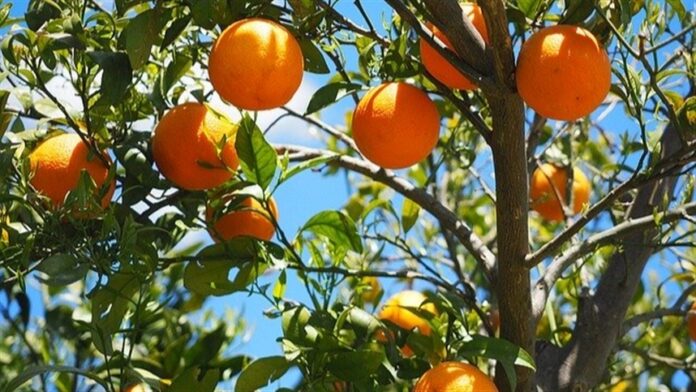 Greening invade mais um estado brasileiro