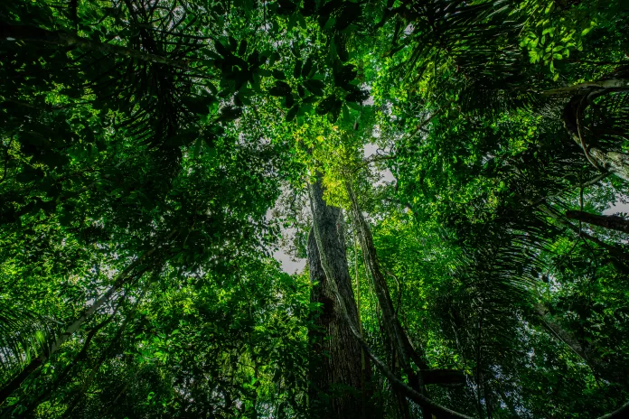 Floresta Amazônia