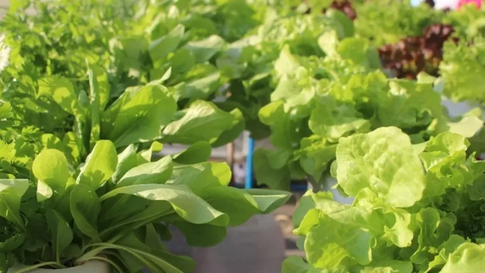 PI: internos realizam curso de horticultura em penitenciária