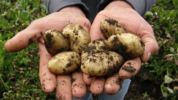 Preços da batata seguem estáveis nos atacados