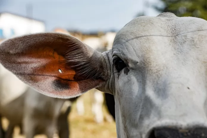 gado campanha febre aftosa foto Tchélo FigueiredoSecom