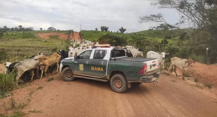 Ibama apreende gado em áreas desmatadas na Amazônia