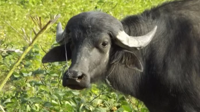 A bubalinocultura de sucesso está 'cercada'