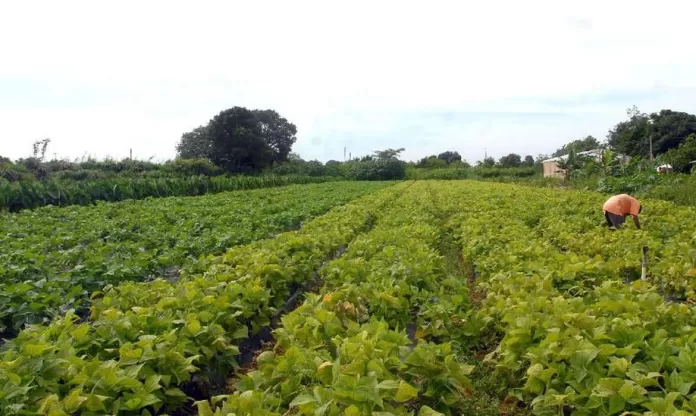 agricultura familiar - elza fiúza - agência basil