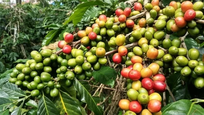 Bioestimulantes estão ajudando cafeicultores