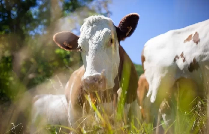 brasil tem mais boi e vaca do que gente