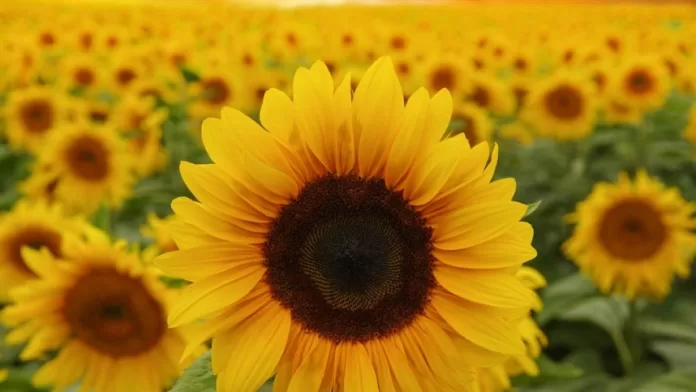 Circuito da Floricultura na AgroBrasília