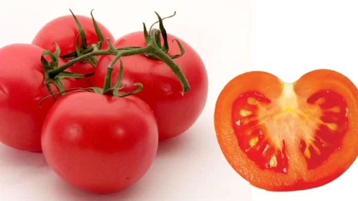 Consciência ecológica com tomates sustentáveis