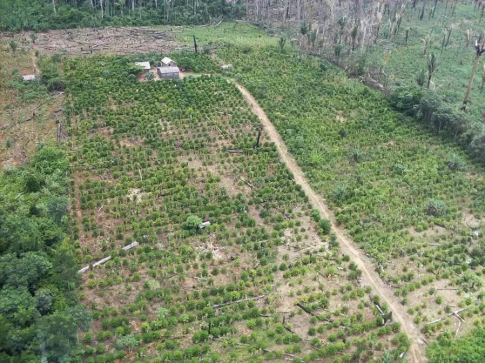 desmatamento, Mato Grosso, Ibama