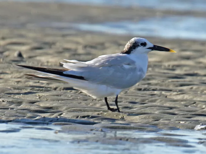 ES: 4 novas aves foram encontradas com suspeita de gripe aviária