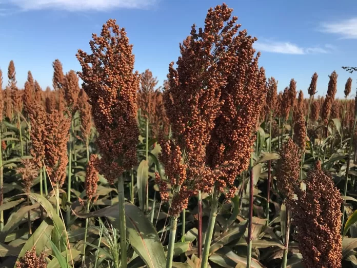 sorgo