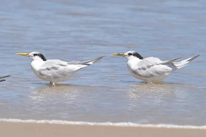 ave silvestre da espécie detectada com vírus da gripe aviária no litoral do Espírito Santo, Thalasseus acuflavidus