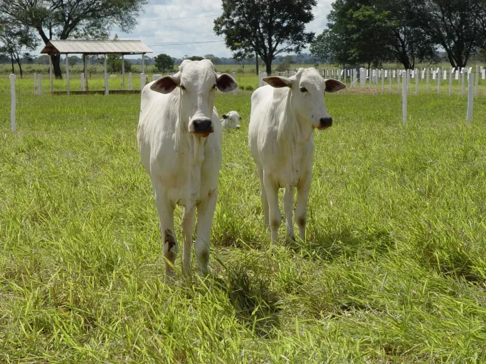 Gado Bovino Pastagem, pecuária bovina