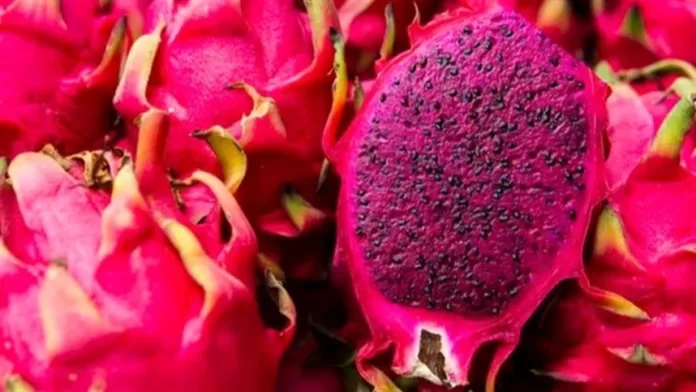 Pitaya geneticamente superiores são desenvolvidas