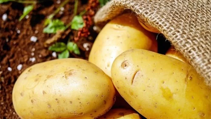 Preços da batata se mantêm no atacado