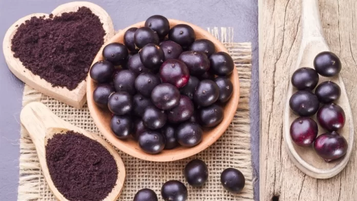 SC tem potencial de cultivo de Açaí