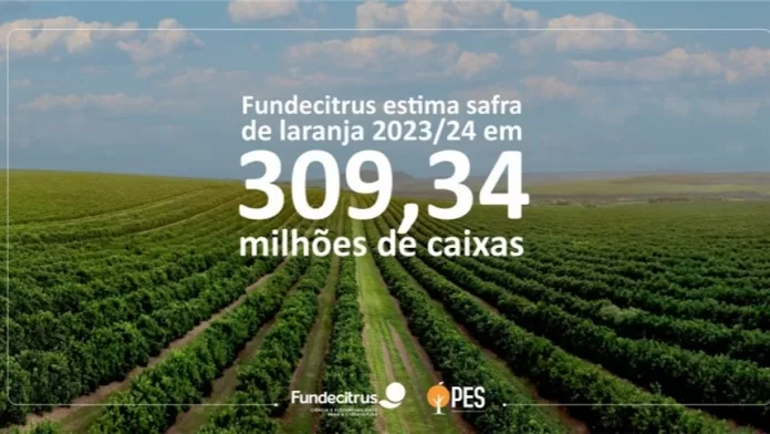 Safra de laranja 2023/24 do cinturão citrícola de SP e MG