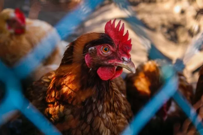 aves, galinha, galo, frango, coronavírus, gripe aviária