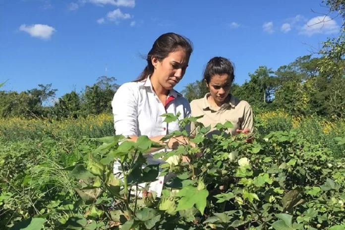 ao vivo plano safra da agricultura familiar