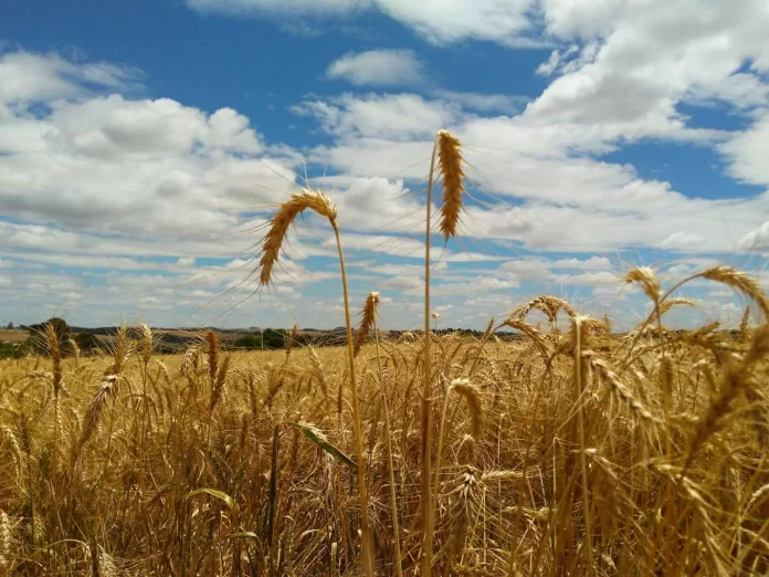 Trigo, argentina