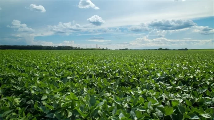 Campo Futuro analisa custos de produção