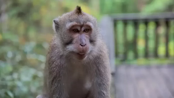 Macaco cynomolgus (Credito: Shutterstock/ mobrafotografie)