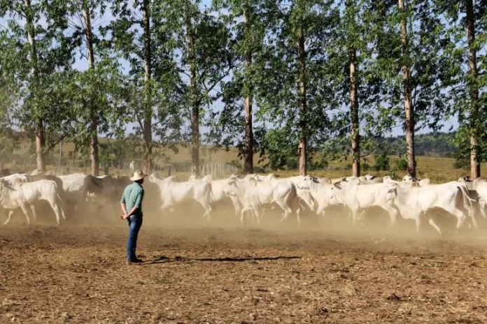 Agropecuária - criação de animais - bois gado fazendas fazendeiros produtores rurais propriedades campo rural agronegócio (São Félix do Xingu-PA)