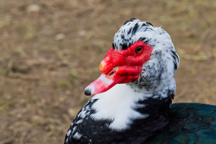 pato da espécie Cairina moschata