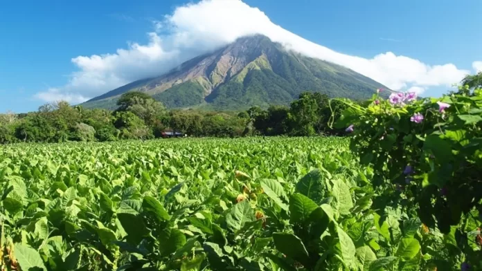 Mitos e fatos, cultivo de tabaco e preservação ambiental