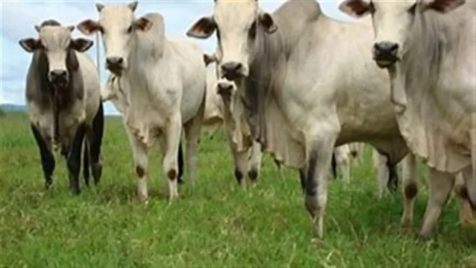 Pecuarista argentino inova na engorda do gado