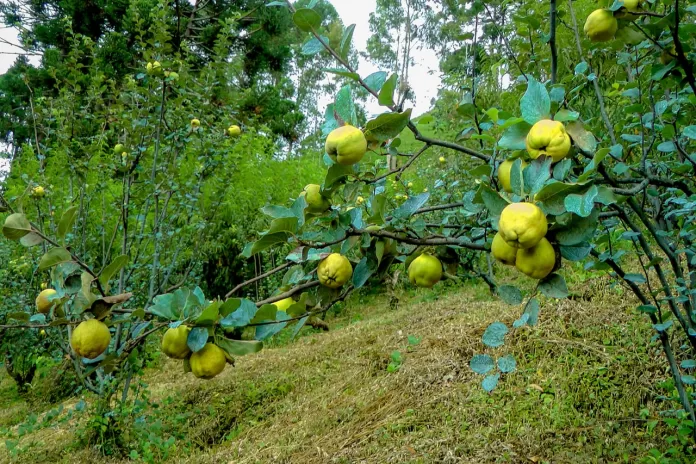 marmelo, minas gerais, fruta