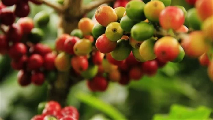 Testes podem gerar renda para cafeicultores