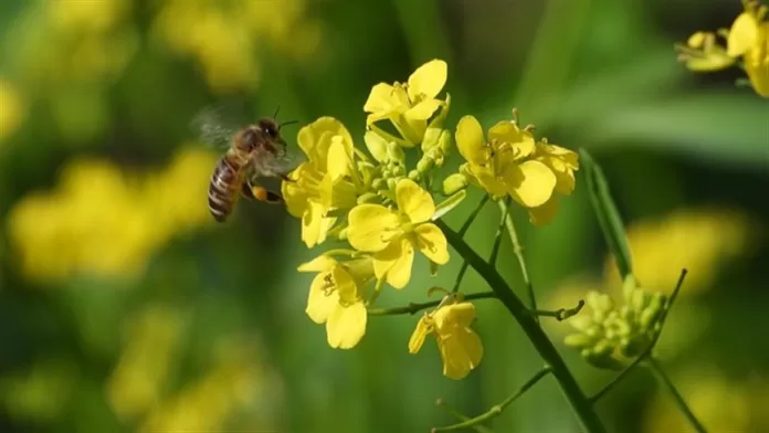 União Europeia prevê uma safra abundante de canola