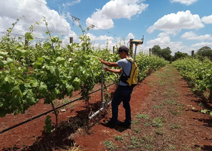 vinhos de precisão