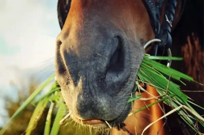 cavalo, milho, agricultor, freepik