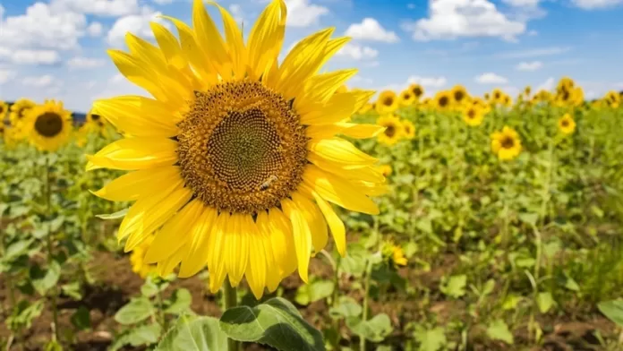 Colheita de girassol deve ser finalizada até dia 15 de julho