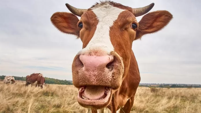 Como melhorar a fertilidade das vacas leiteiras?