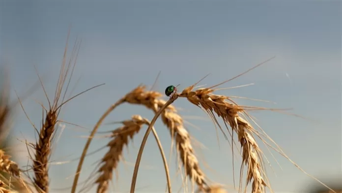 Cotações do trigo DISPARARAM