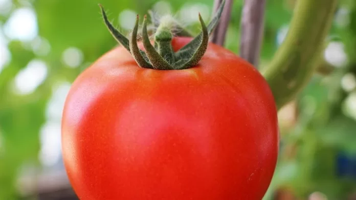 Identificada resistência importante no tomate