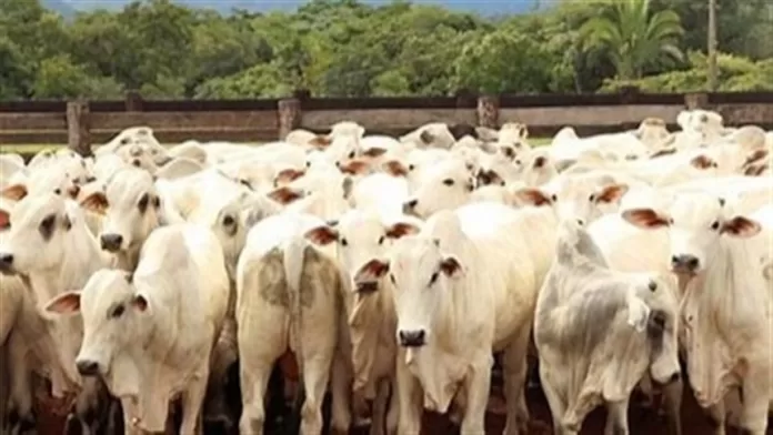 Insetos como forragem para o gado