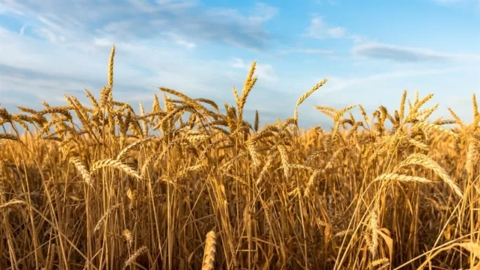 RS: semeadura do trigo evoluiu para 95% da área projetada