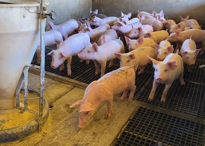 Granja de Suínos em Campo Verde Acrismat, conversão