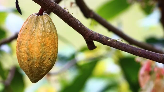 Sociobioeconomia mostra potencial econômico