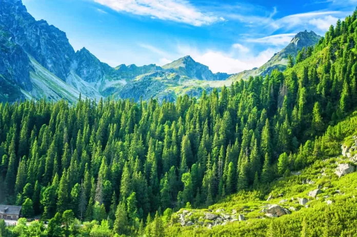 Linha de árvores em montanhas no Parque Nacional High Tatras, na Eslováquia