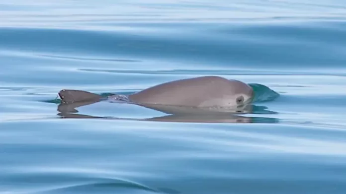 Vaquita